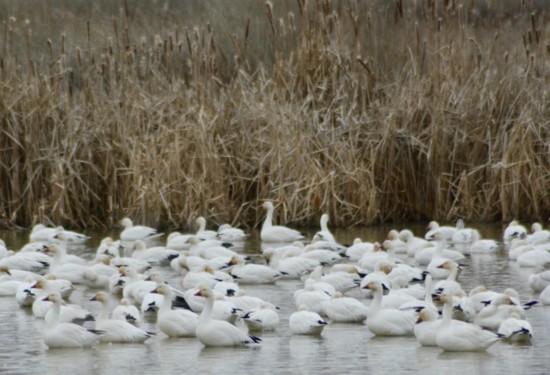 Flocks of snow geese are an amazing sight because they often arrive by the hundreds. 