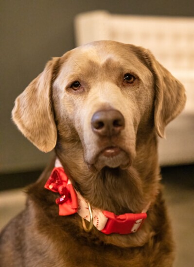 Hudson is the English's silver chocolate lab. She goes to work with the couple every day.