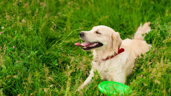 The Dogport team believes all pups deserve a safe place to play. 