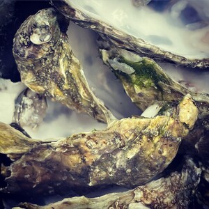 oyster%20roast--unsplash-300?v=1