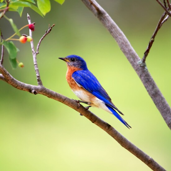 Eastern Bluebird on branch with berries