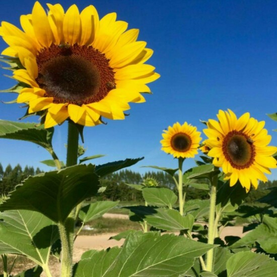 Vibrant sunflowers grown at Worden Farms.