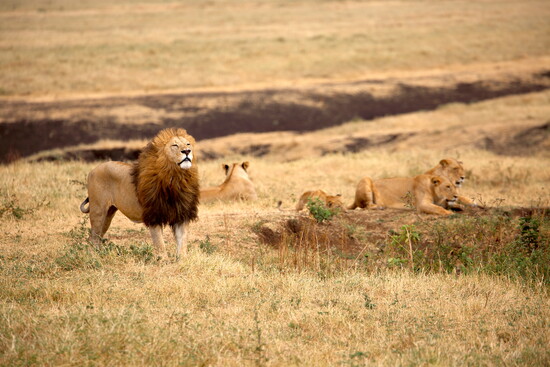 The first part of the Prairie-Peak-Purpose adventure is an African safari.