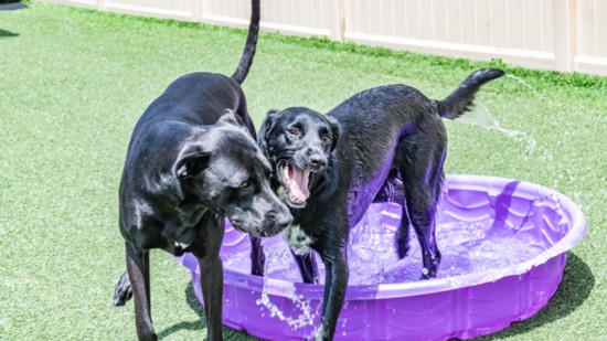 Two black labs enjoy a refreshing dip in the pool at K-9 Camp Paw's for Paradise.