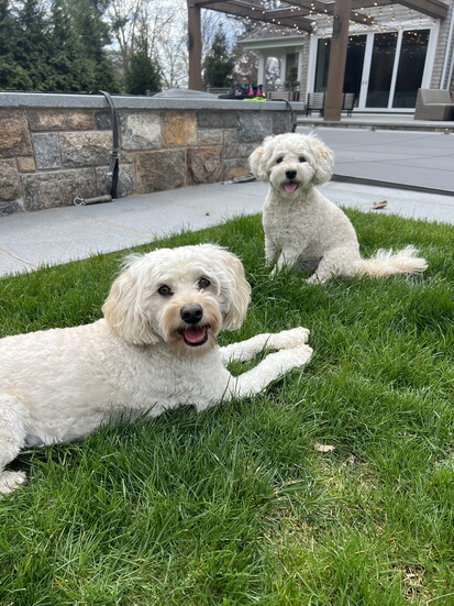 The Charises dogs Bailey and Pineapple.