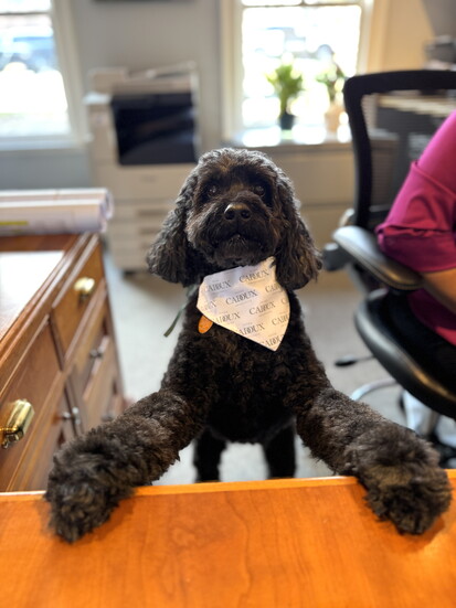 Peter Cadoux's dog Jazzie. 