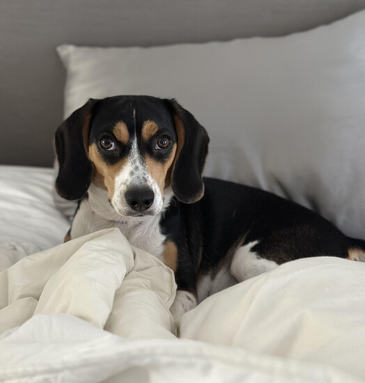 Kitt Shapiro's dog Cali. 
