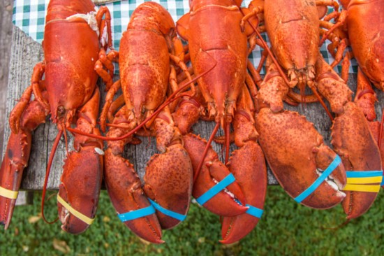 Lobsters for private parties.