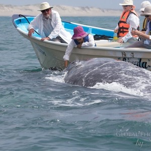 gray-whales-magdalena-bay-3-300?v=1