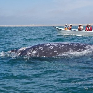 gray-whales-magdalena-bay-7-300?v=3