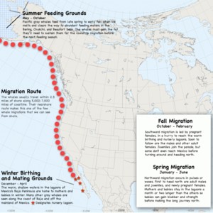 map_gray-whale-migration-300?v=1