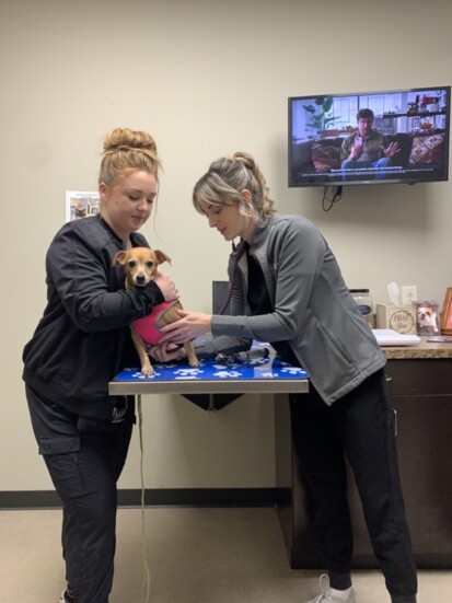 In the exam room: vet tech Carrington Trace Loop and Dr. Amanda Hall examine Cooper, a new patient.