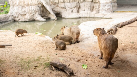 The Houston Zoo welcomed five new capybaras.