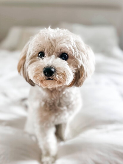Peanut.
