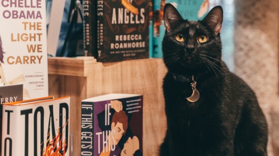 Luna is Abby Fletcher's bookstore cat and makes herself at home at Buy the Book.