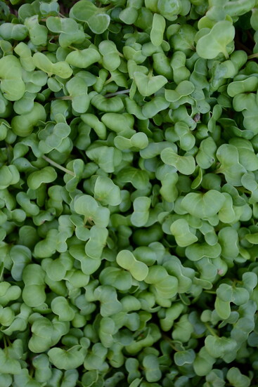 Radish microgreens at the Hilldale Market. 