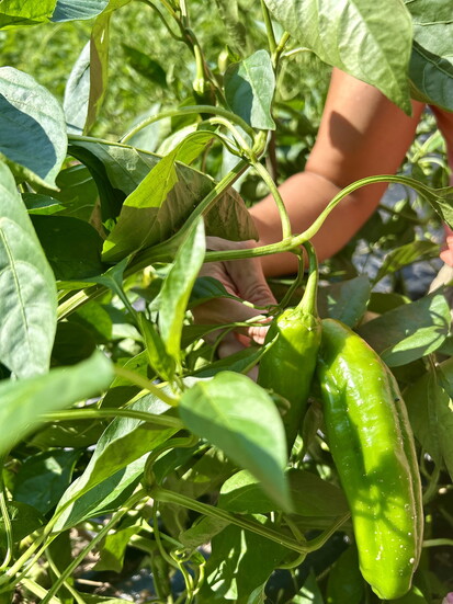Vegetables at Olive Branch Gardens. Photo Credit: Malaika Karriem