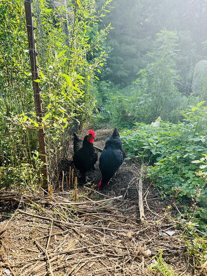 Chickens at Olive Branch Gardens. Photo Credit: Malaika Karriem