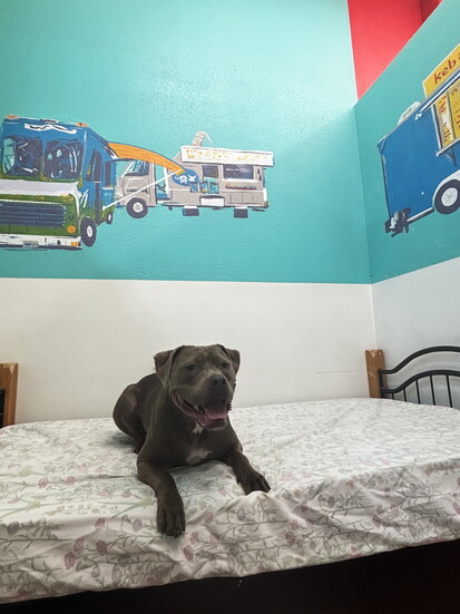 An APC pup enjoying one of the dog suites.