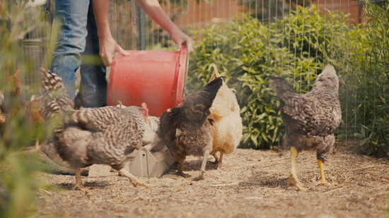 Featured image for Where Farm-to-Table Truly Begins