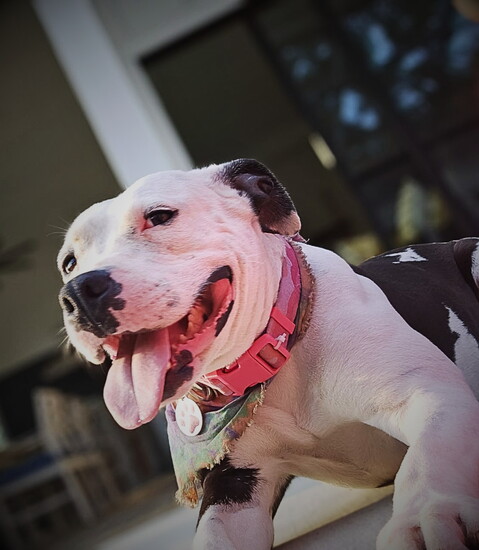 Komar Luxe's Chief Morale Officer, Kami