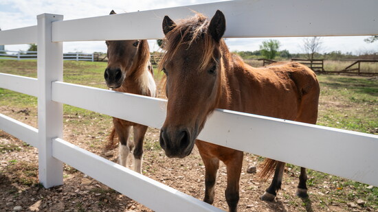 Horses and wide open spaces