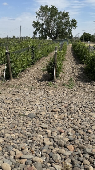In the Rocks District of Milton-Freewater, vines dig deep into ancient cobblestones, pulling up the unique character that defines the region’s wines. 