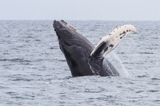 Whale watching is fun and never disappoints. 