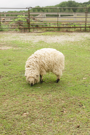 Lilly the sheep "dog"