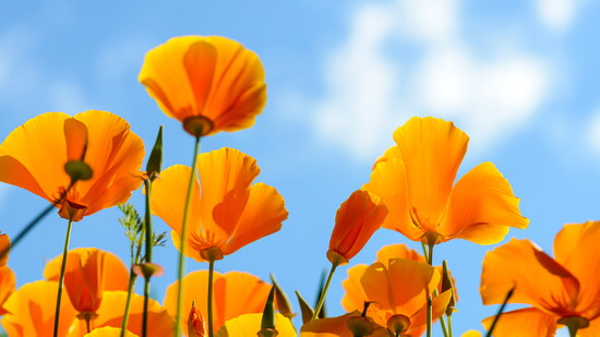 California Poppy