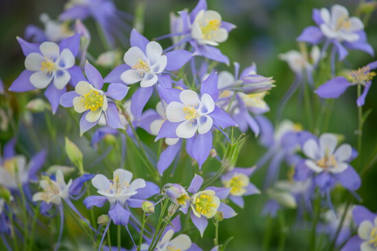 Columbine