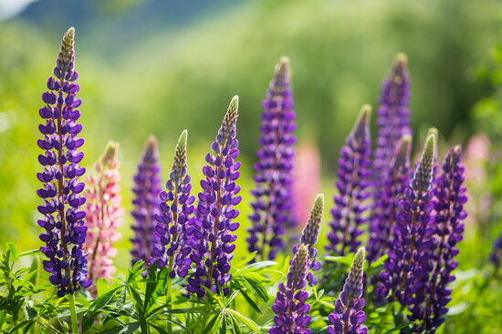 Lupine