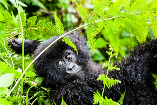 For Katherine Rogers, gorilla trekking in Rwanda was the best trip she's ever taken.
