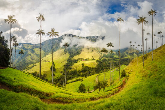 Valle de Cocora, Colombia