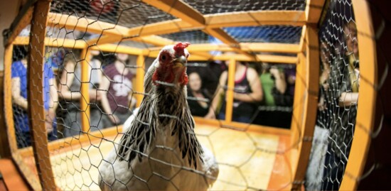 Place your bet on a lucky chicken at an Austin landmark