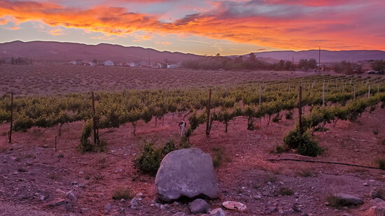 Silver State Vineyard and Winery