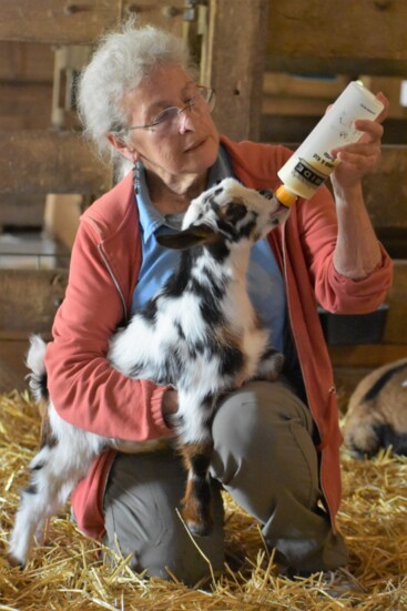 Staff member Bev Holland feeds a baby Nigerian Dwarf Goat