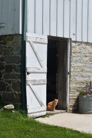One of the barn cats keeps watch over the farm animals