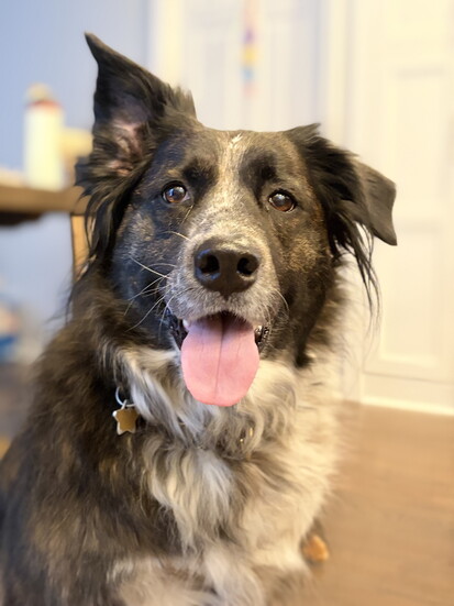 Callie is a Good Girl!