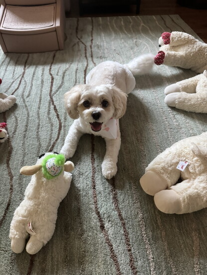 "Gia is the love of our lives" says Dog Moms Toni and Kathy. With that face, who can blame them?