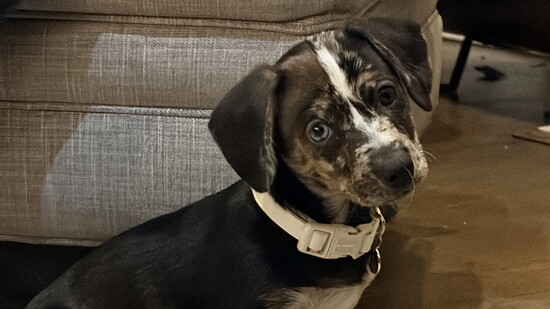 Sweet Winnie is all about the puppy eyes!