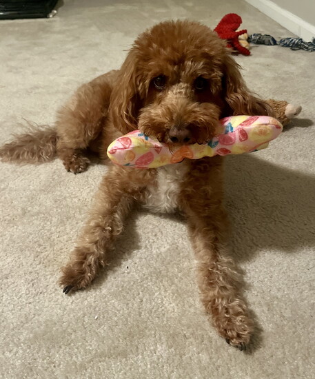 Daisy is here for the pets!