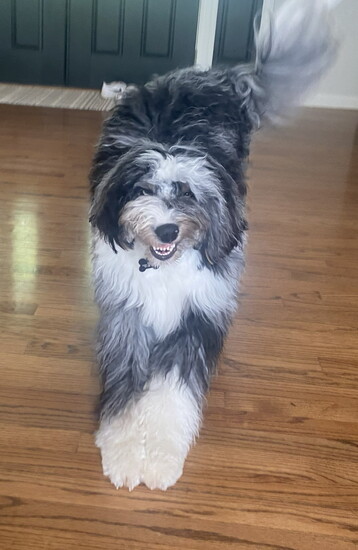 Glen has never realized he's a dog-  and neither have we" says dog mom Rachel. "He carries himself like a person with four legs!  