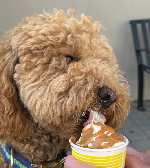 Tiki has Eyes for Ice Cream!
