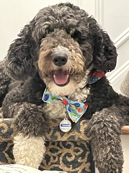 Good Boy Tucker!
