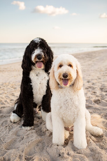 Clifford and Chloe at LBI