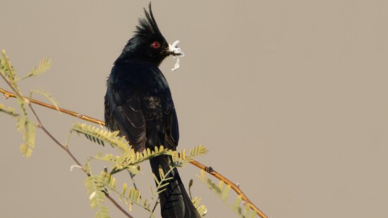 The Phainopepla is often found in higher desert elevations