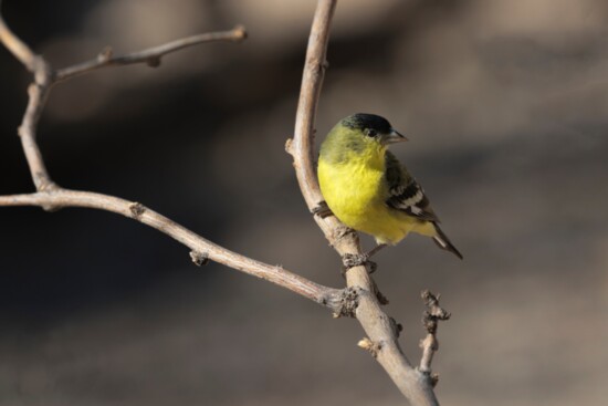 Lesser Goldfinches move in small family units and fill the air with their cheery songs.