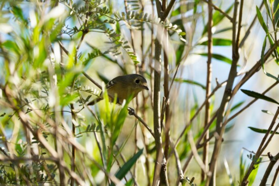 Delicate and beautiful birds like this vireo are fun to watch. But finding them can be tough. The Merlin app helps discover amazing creatures all around us.