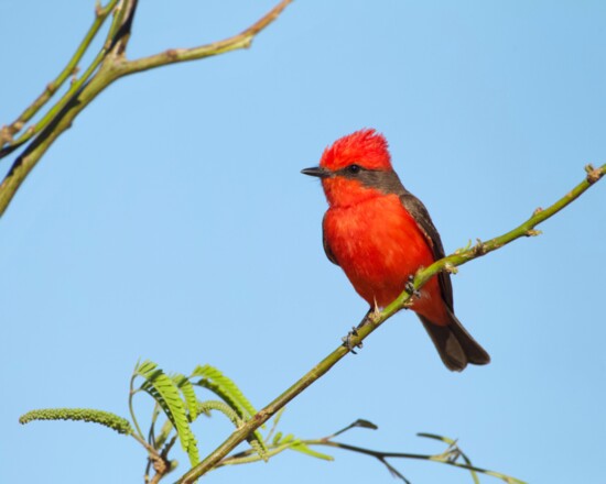 The Vermillion Flycatcher is a real showstopper